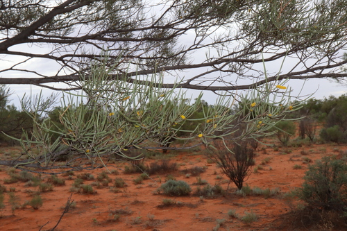 Image of Acacia aneura by (c) Thomas Mesaglio, some rights reserved (CC BY)