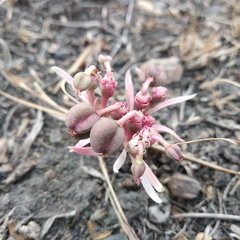 Euphorbia radians