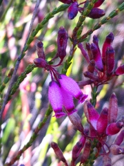 Erica cristata