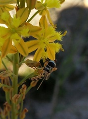 Ischiodon aegyptius