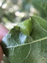 Callirhytis perfoveata