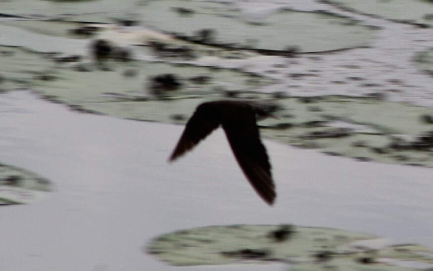Brown-throated Martin