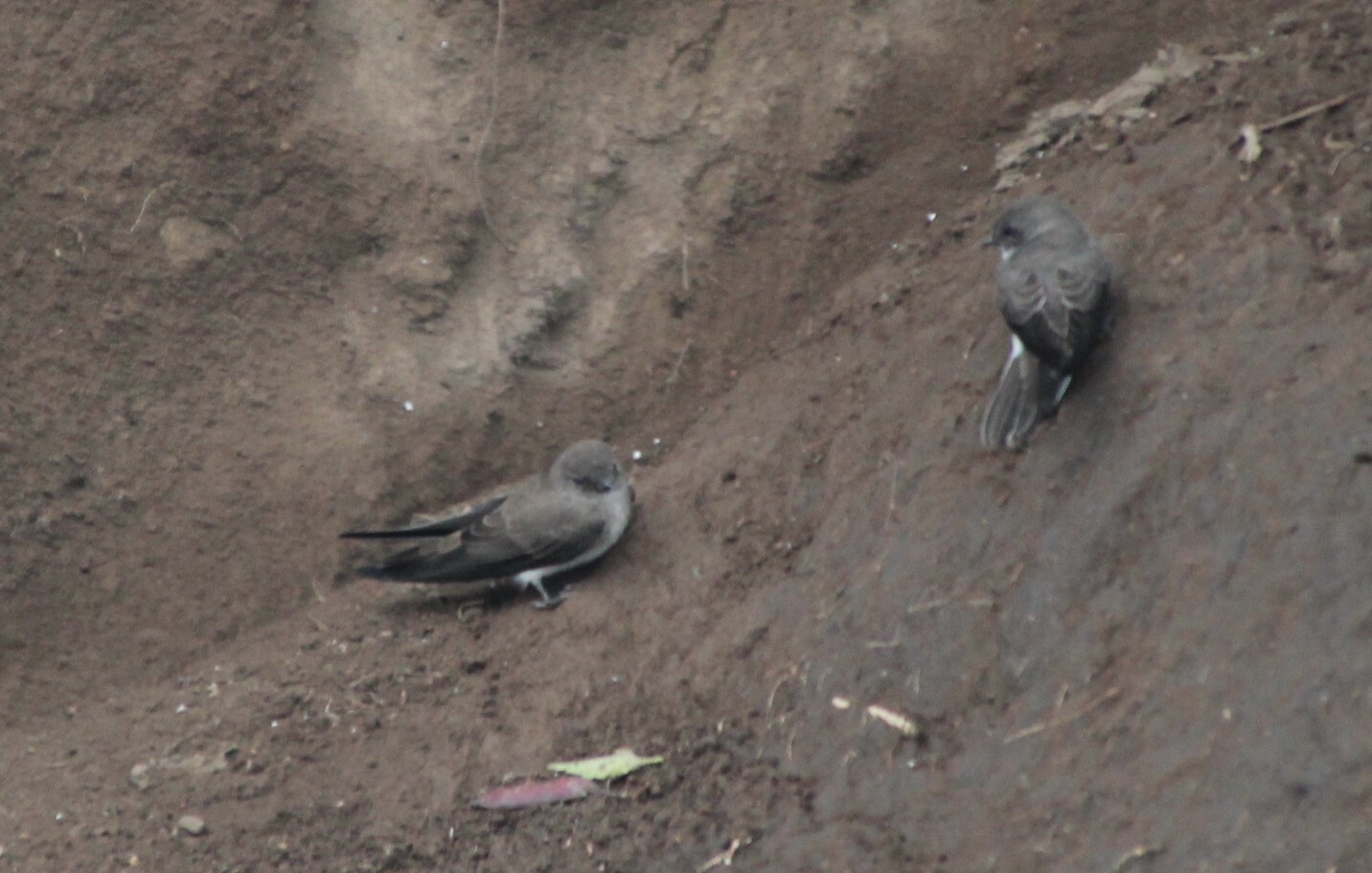 Brown-throated Martin