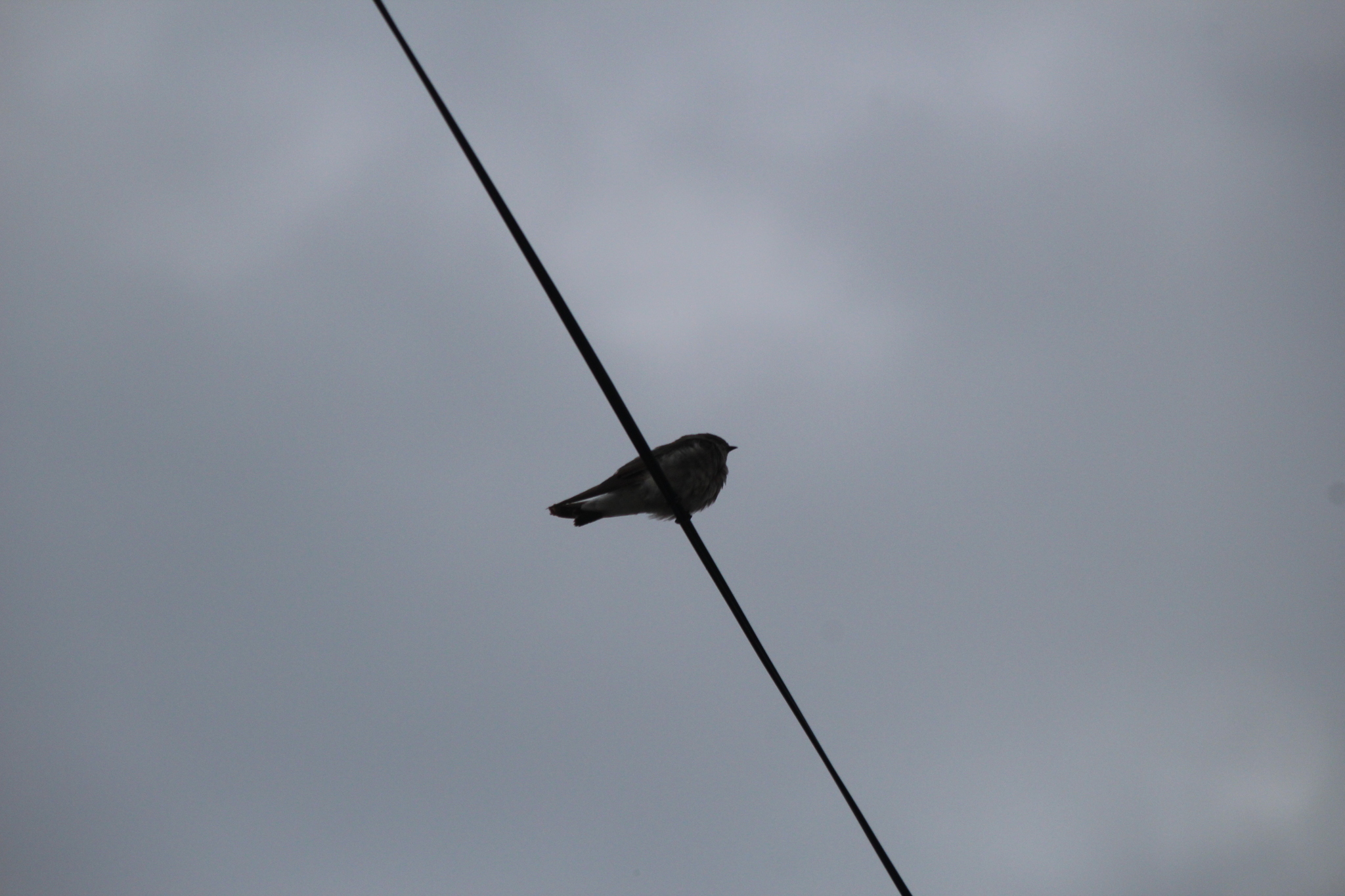 Brown-throated Martin