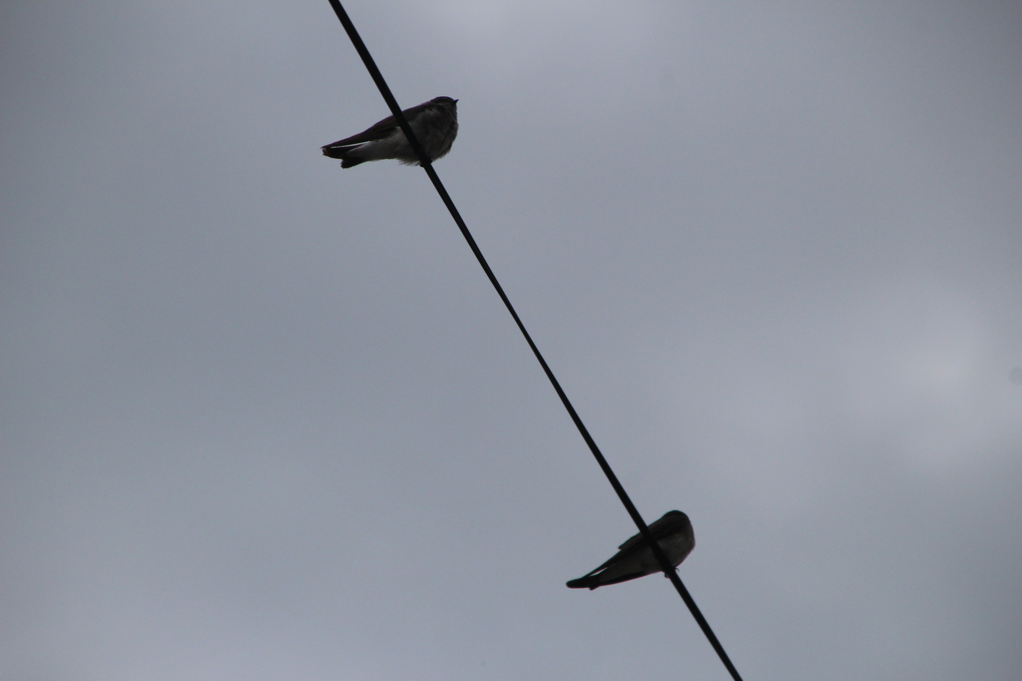 Brown-throated Martin