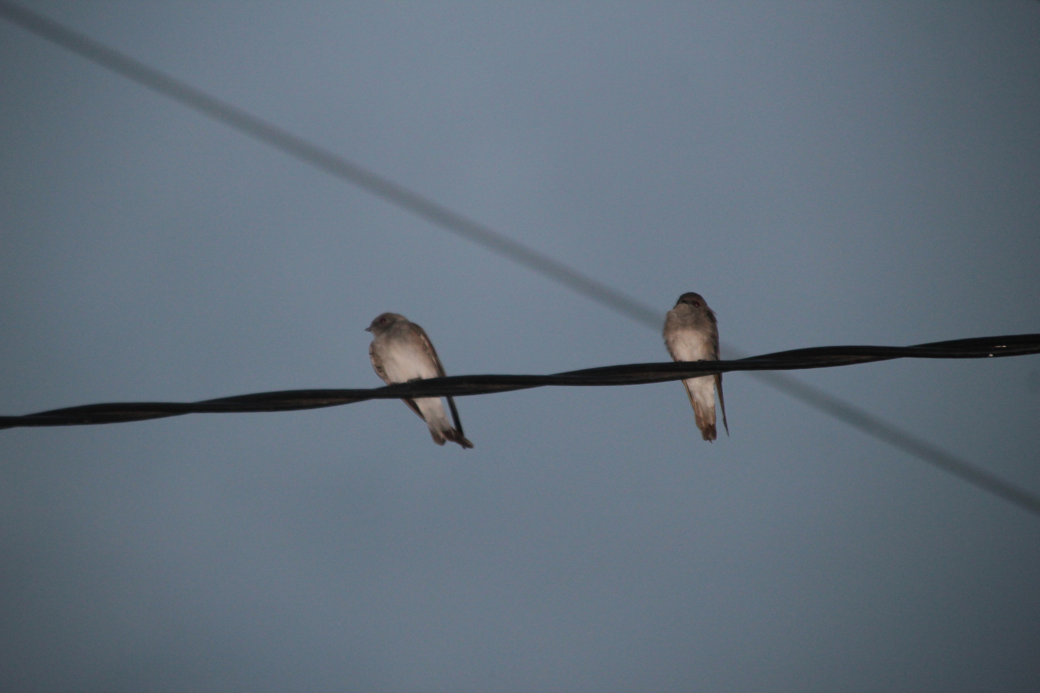 Brown-throated Martin