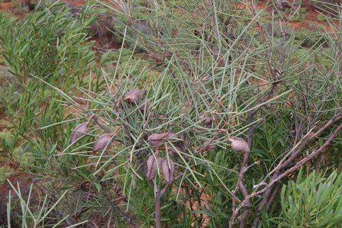 Image of Hakea leucoptera by (c) Thomas Mesaglio, some rights reserved (CC BY)
