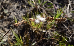 Eriospermum lanceifolium