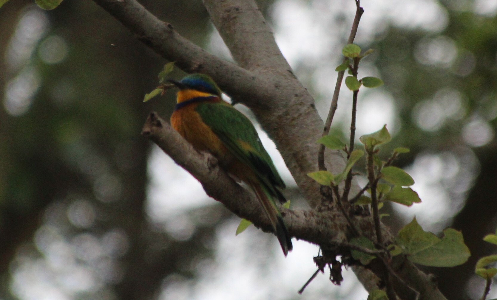 Ethiopian Bee-eater (Merops lafresnayii), photo 2
