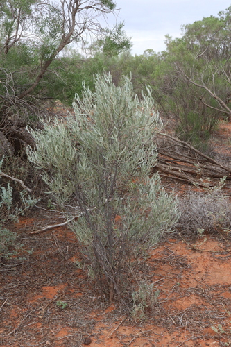 Senna phyllodinea, photograph 3