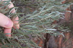 (c) Thomas Mesaglio, some rights reserved (CC BY) Senna phyllodinea, photograph (c) Thomas Mesaglio, some rights reserved (CC BY)