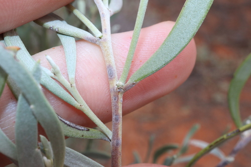 Senna phyllodinea, photograph 4