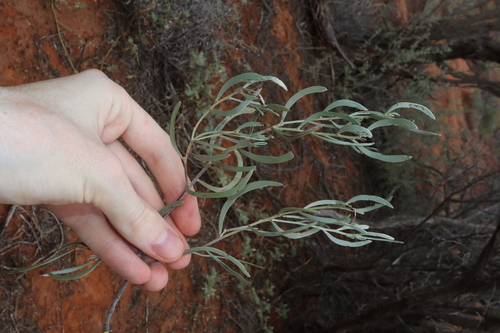 Senna phyllodinea, photograph 5