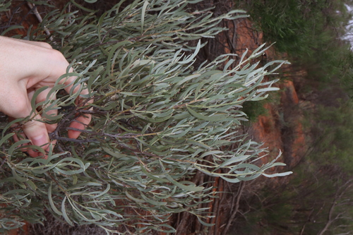 Senna phyllodinea, photograph 6