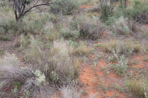 Image of Teucrium racemosum by (c) Thomas Mesaglio, some rights reserved (CC BY)