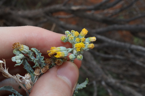 Image of Senecio lanibracteus by (c) Thomas Mesaglio, some rights reserved (CC BY)