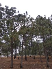 Pinus pseudostrobus apulcensis