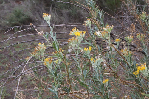 Image of Senecio lanibracteus by (c) Thomas Mesaglio, some rights reserved (CC BY)