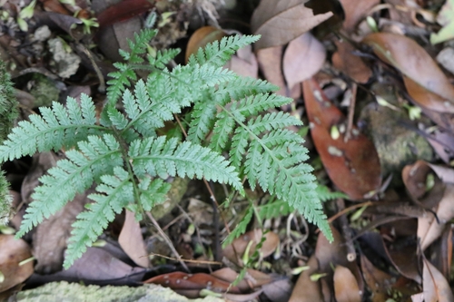 Hypolepis punctata iNat (2)
