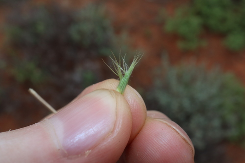 Image of Enneapogon avenaceus by (c) Thomas Mesaglio, some rights reserved (CC BY)