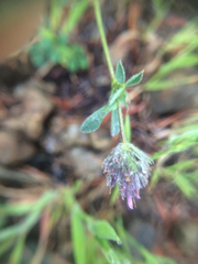 Trifolium dichotomum