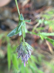Trifolium dichotomum