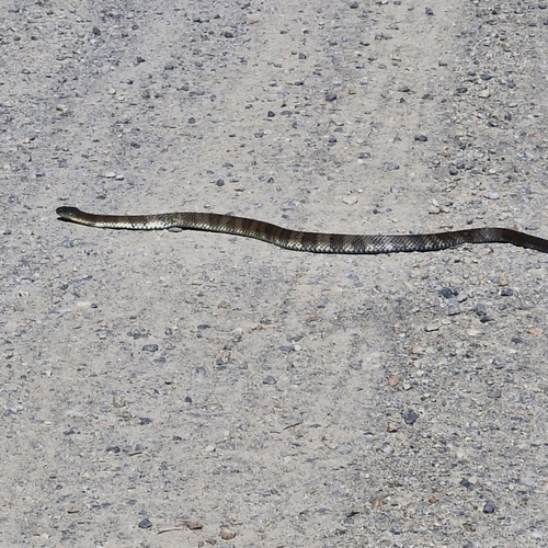 Tiger Snake sighting