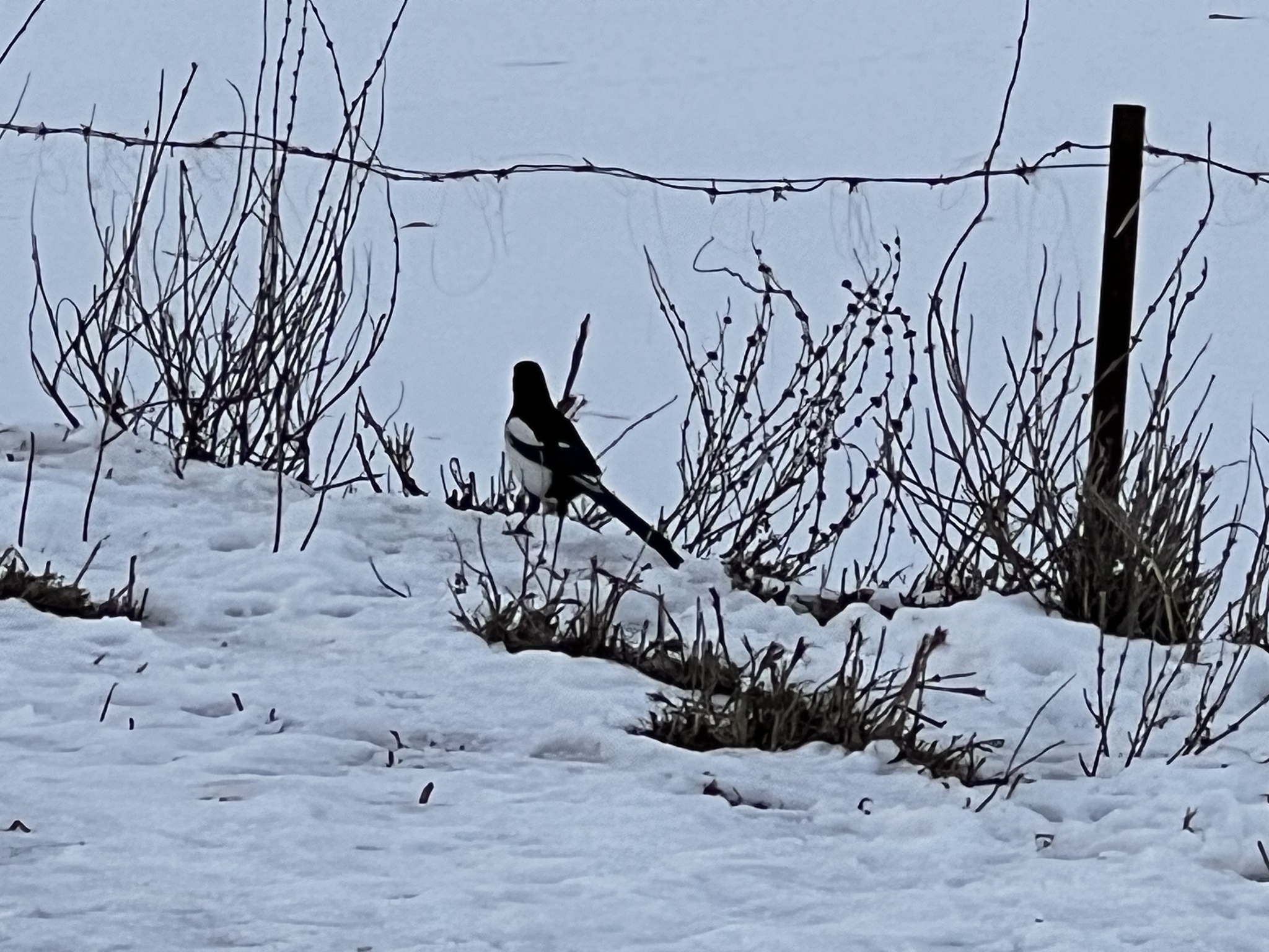 Eurasian Magpie