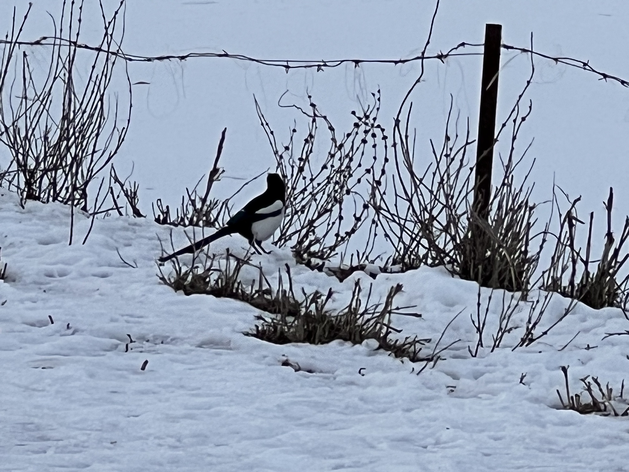 Eurasian Magpie