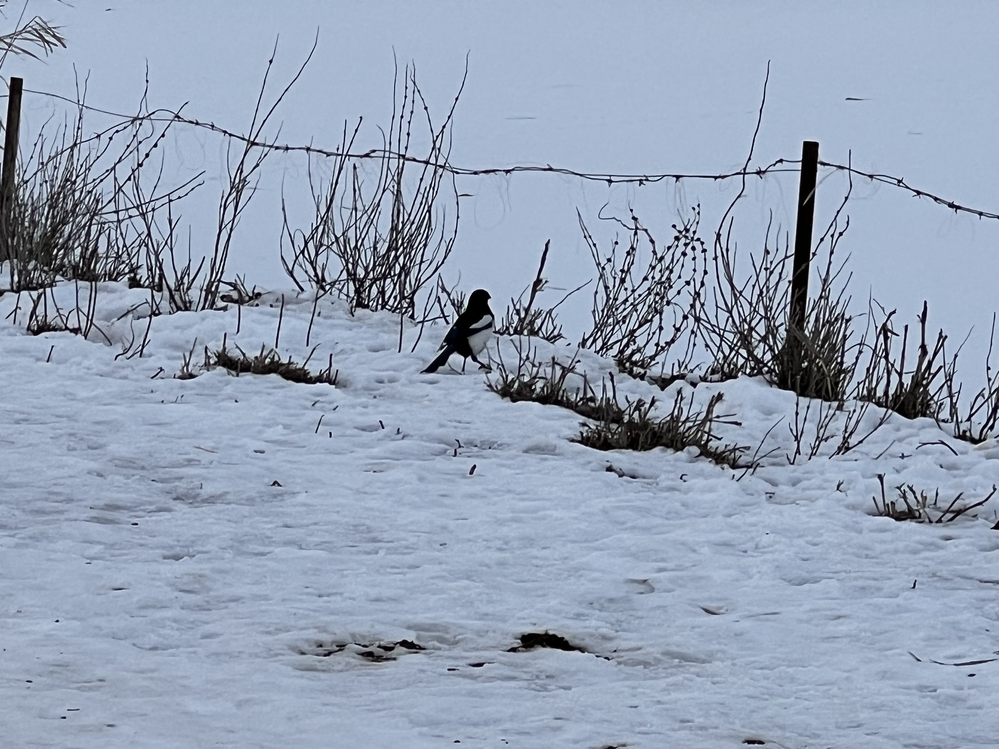 Eurasian Magpie