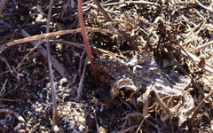 Eriospermum lanceifolium