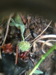 Trifolium microcephalum