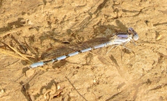 Argia nahuana