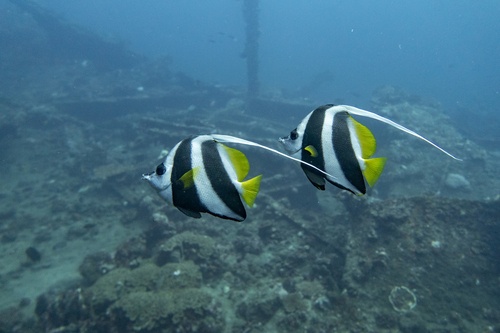 Bannerfish (Heniochus diphreutes) — Chaetodontidae