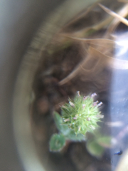 Trifolium microcephalum