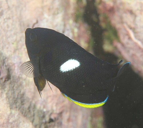 Photo of Zebra Angelfish (Centropyge tibicen)