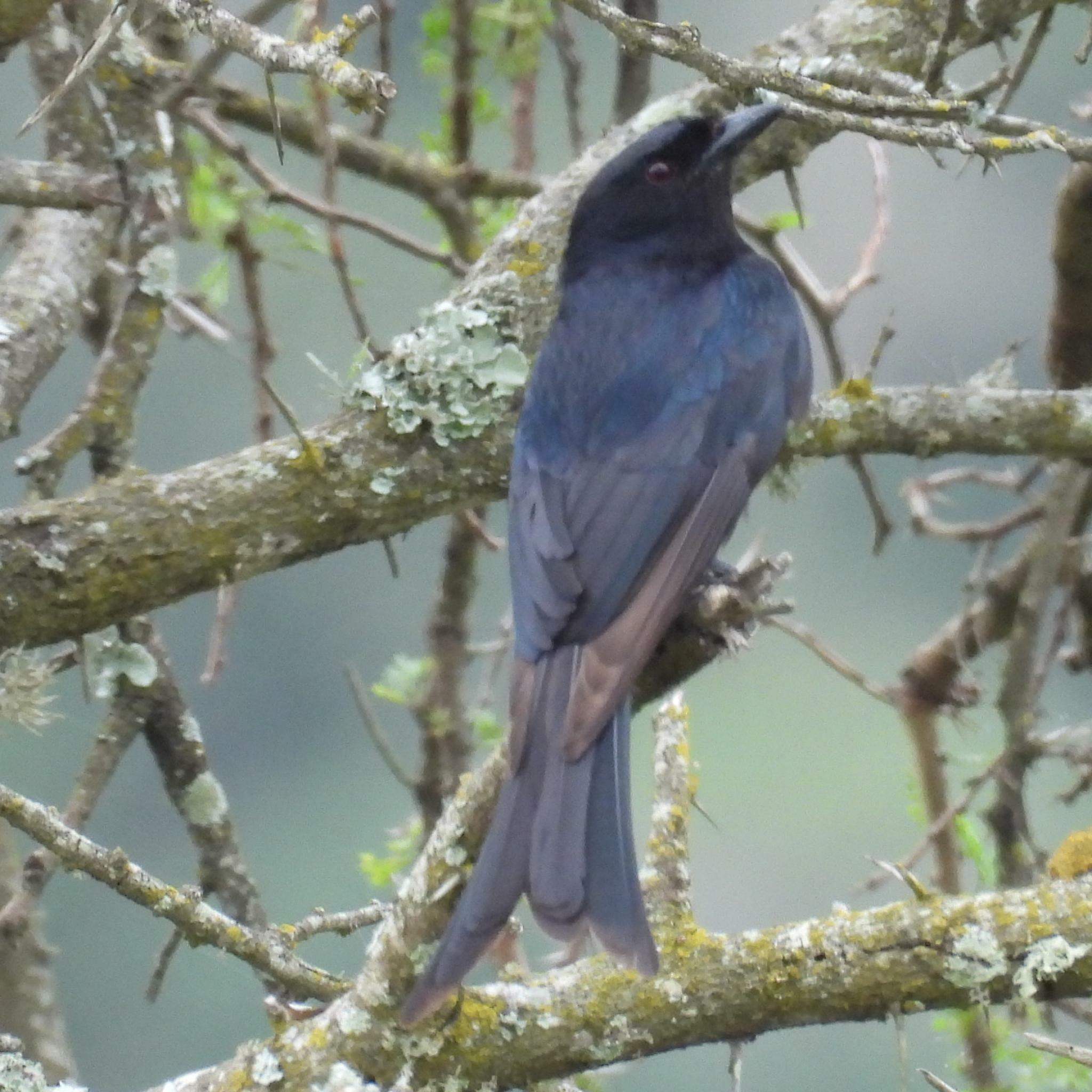 Fork-tailed Drongo illustration