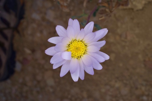Big Bend Woodyaster (Xylorhiza wrightii)