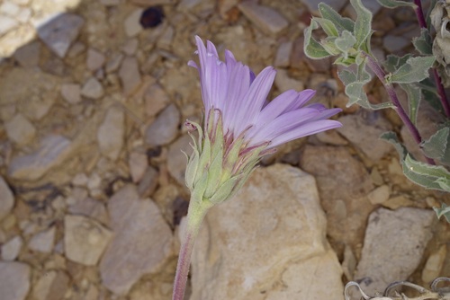 Image of Xylorhiza wrightii by (c) Michelle W. （鍾偉瑋）, some rights reserved (CC BY)