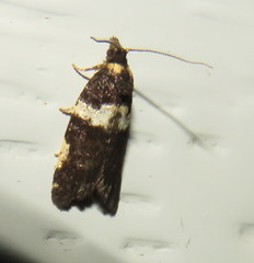 Dichelia cosmopis