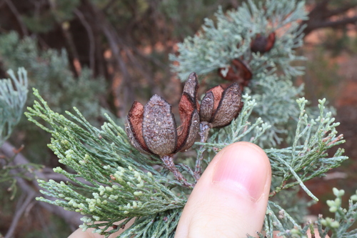 Image of Callitris glaucophylla by (c) Thomas Mesaglio, some rights reserved (CC BY)