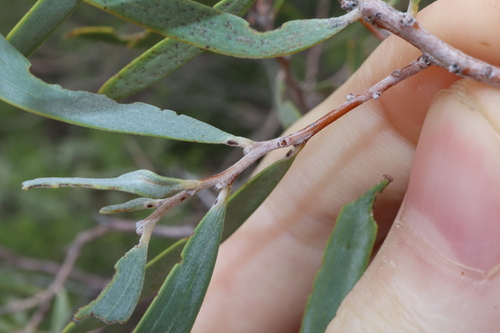 Image of Acacia oswaldii by (c) Thomas Mesaglio, some rights reserved (CC BY)