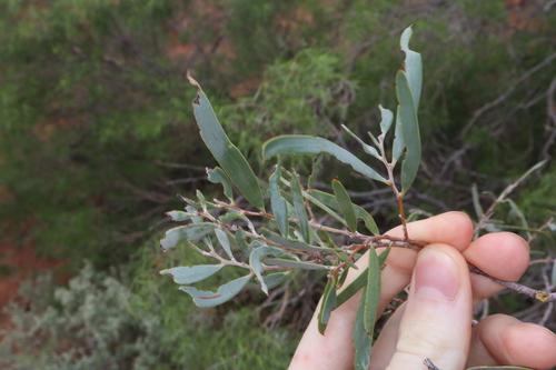 Image of Acacia oswaldii by (c) Thomas Mesaglio, some rights reserved (CC BY)