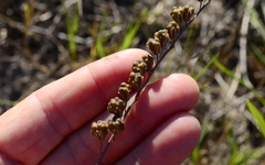 Eriospermum lanceifolium