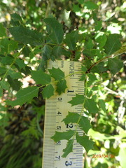 Berberis swaseyi
