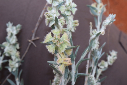 Lobed Bluebush (Maireana lobiflora)