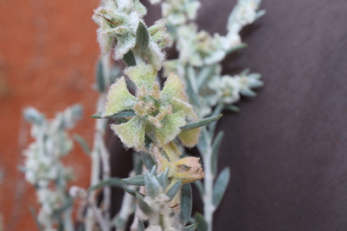 Image of Maireana lobiflora by (c) Thomas Mesaglio, some rights reserved (CC BY)