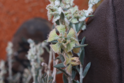 Image of Maireana lobiflora by (c) Thomas Mesaglio, some rights reserved (CC BY)