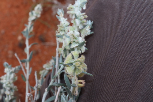 Image of Maireana lobiflora by (c) Thomas Mesaglio, some rights reserved (CC BY)