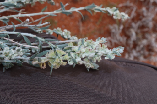 Image of Maireana lobiflora by (c) Thomas Mesaglio, some rights reserved (CC BY)